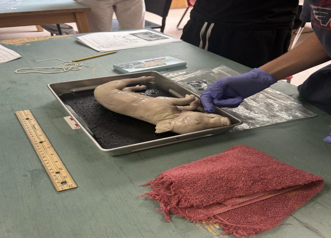 DHS student Keaton Ochocki prepares the fetal pig for dissection in his biology class with his group members.